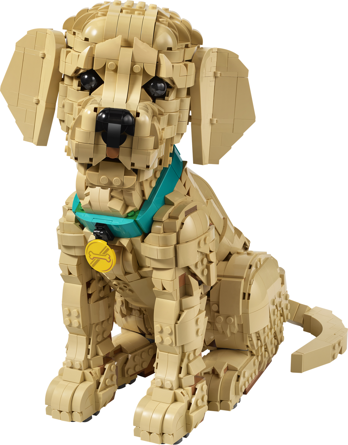 Golden Retriever Puppy