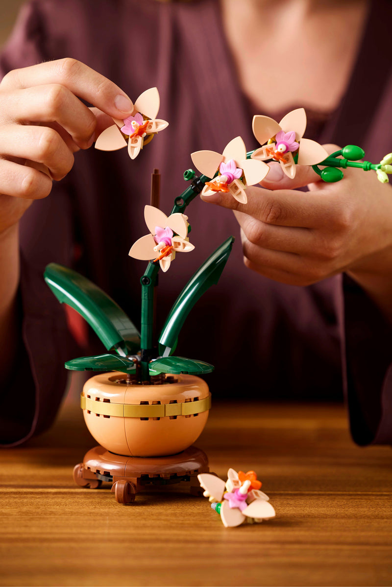 Mini Orchid