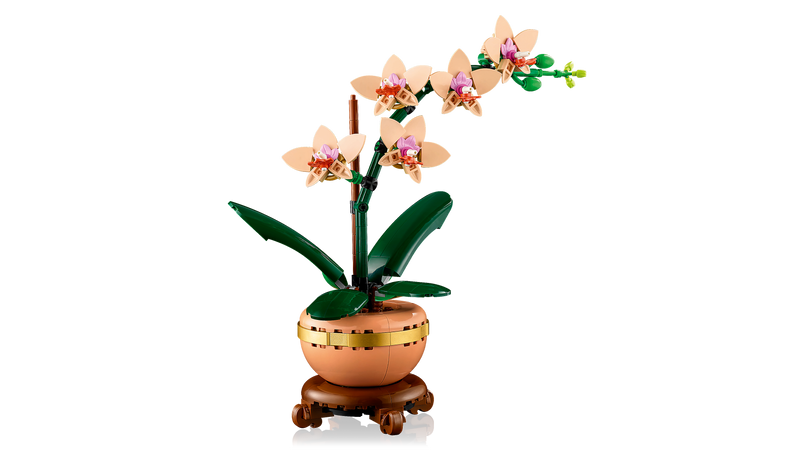 Mini Orchid