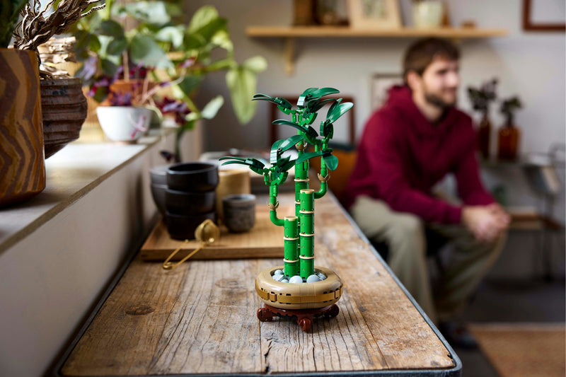 Lucky Bamboo