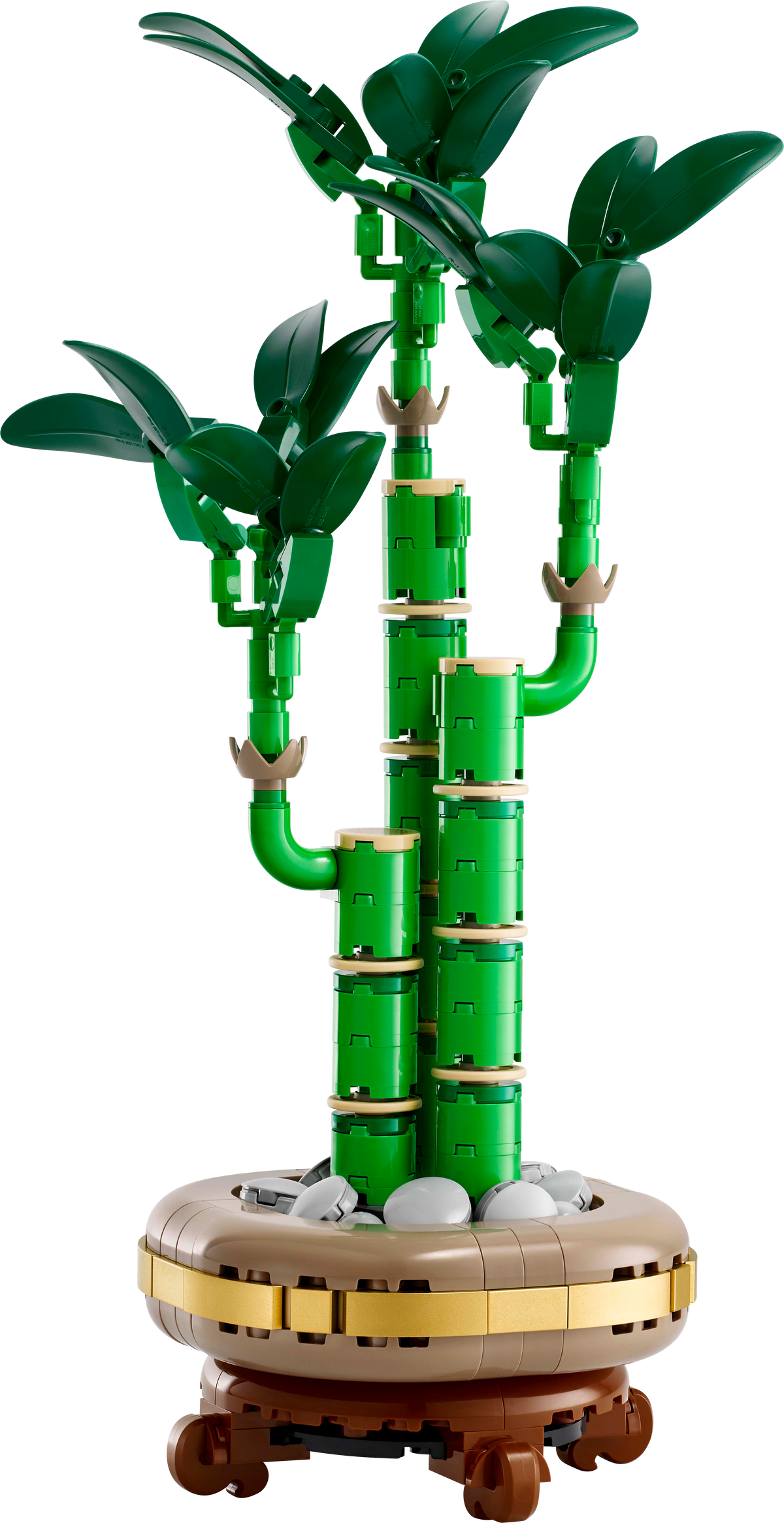 Lucky Bamboo