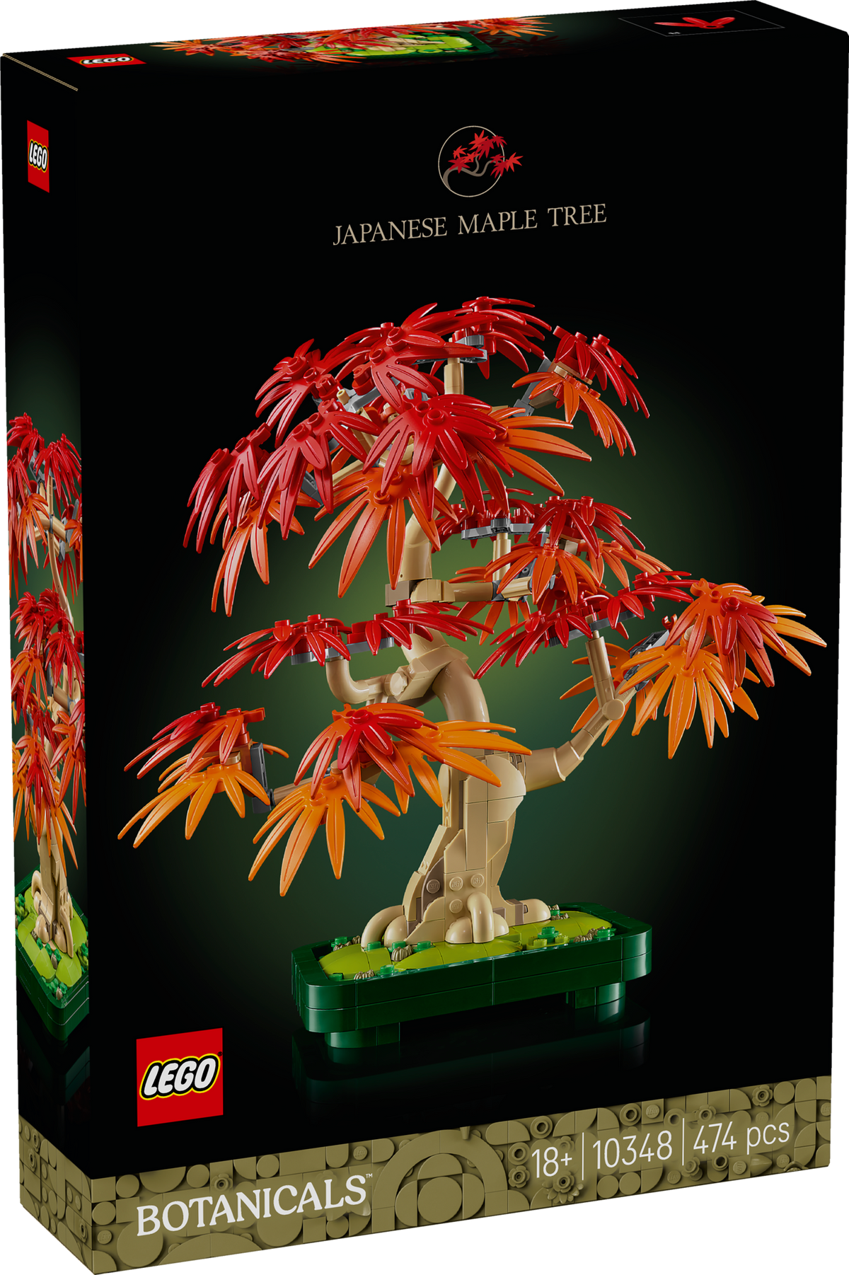 Japanese Red Maple Bonsai Tree