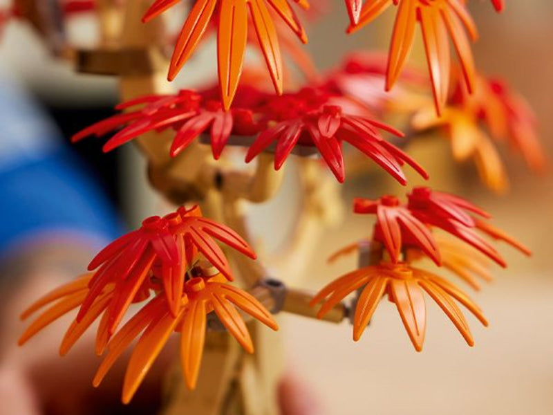 Japanese Red Maple Bonsai Tree