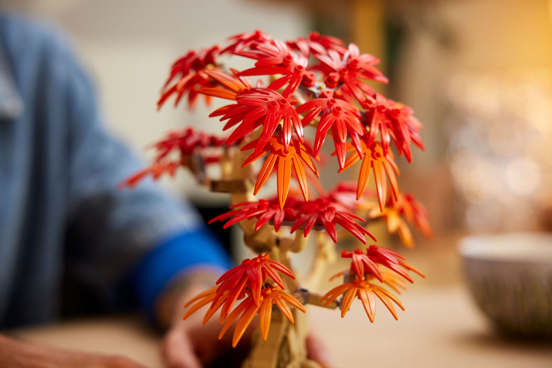 Japanese Red Maple Bonsai Tree