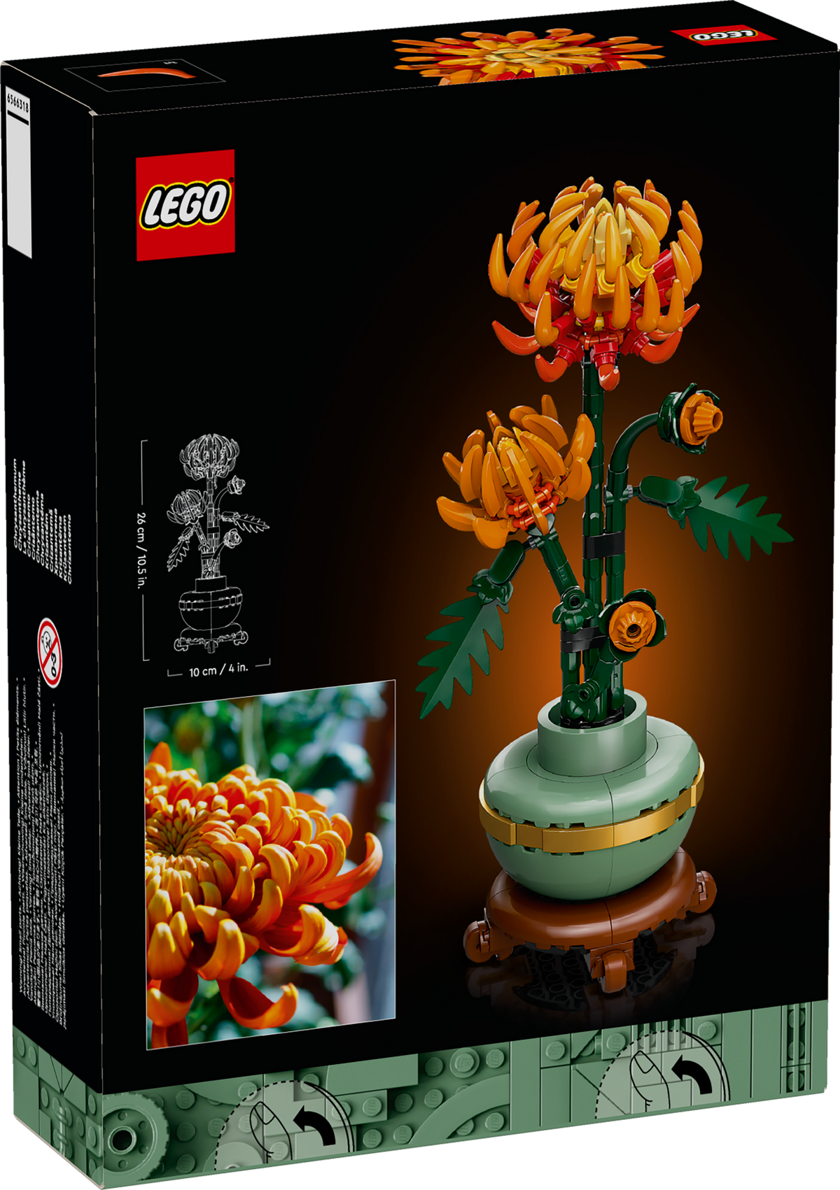 Chrysanthemum