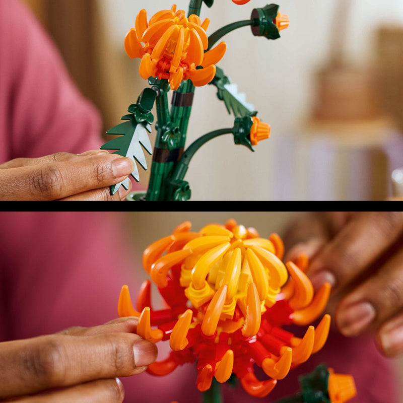 Chrysanthemum