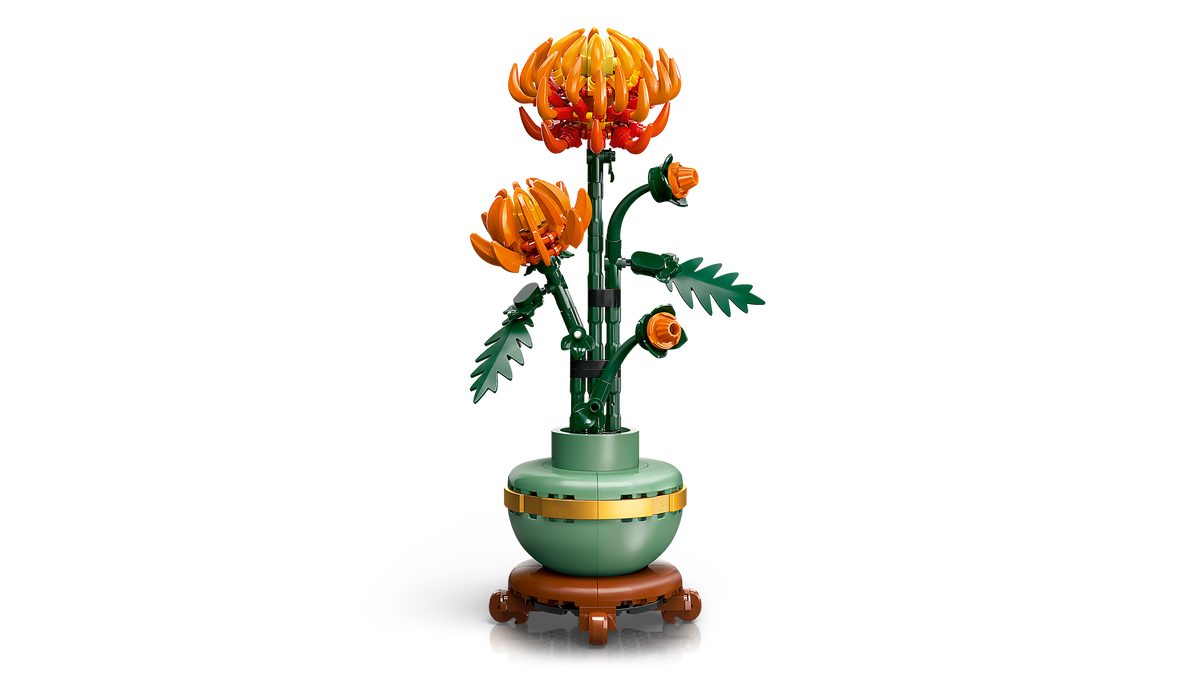 Chrysanthemum