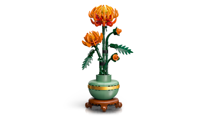 Chrysanthemum