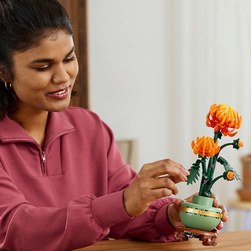 Chrysanthemum