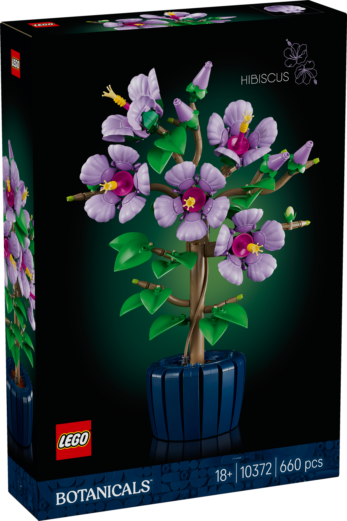 Hibiscus