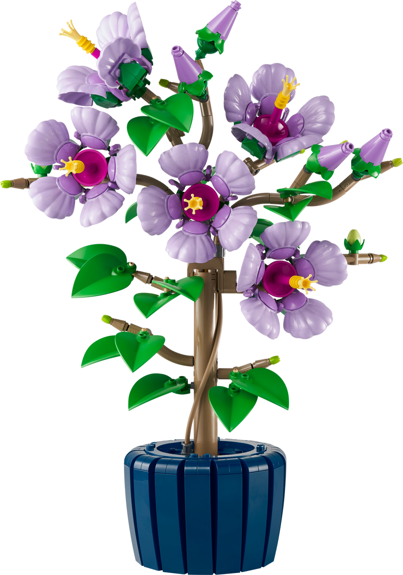 Hibiscus