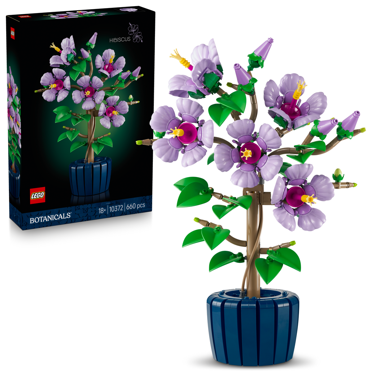 Hibiscus