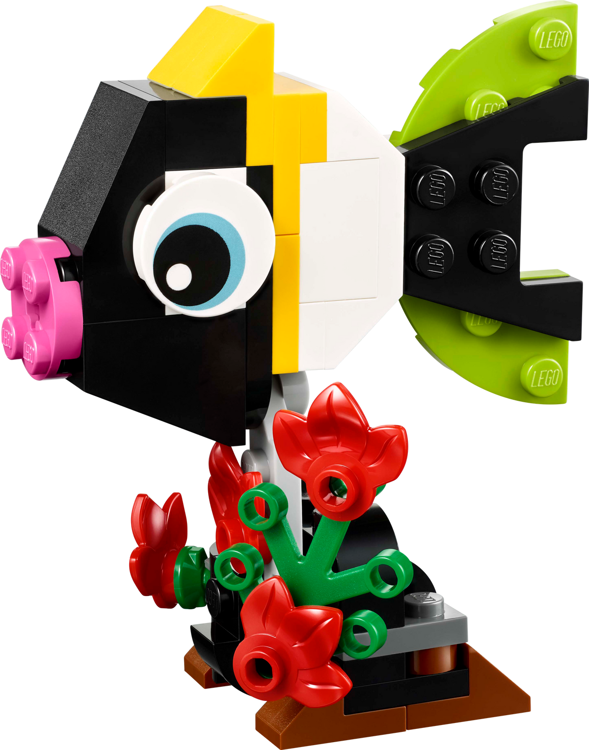 Tropical Toucan