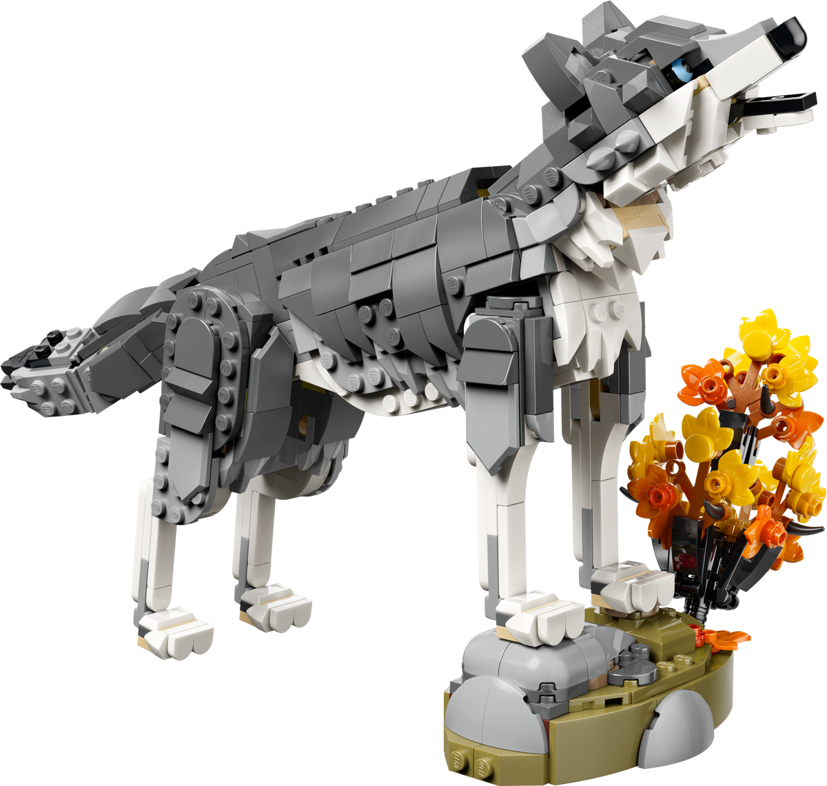 Forest Animals: Gray Wolf