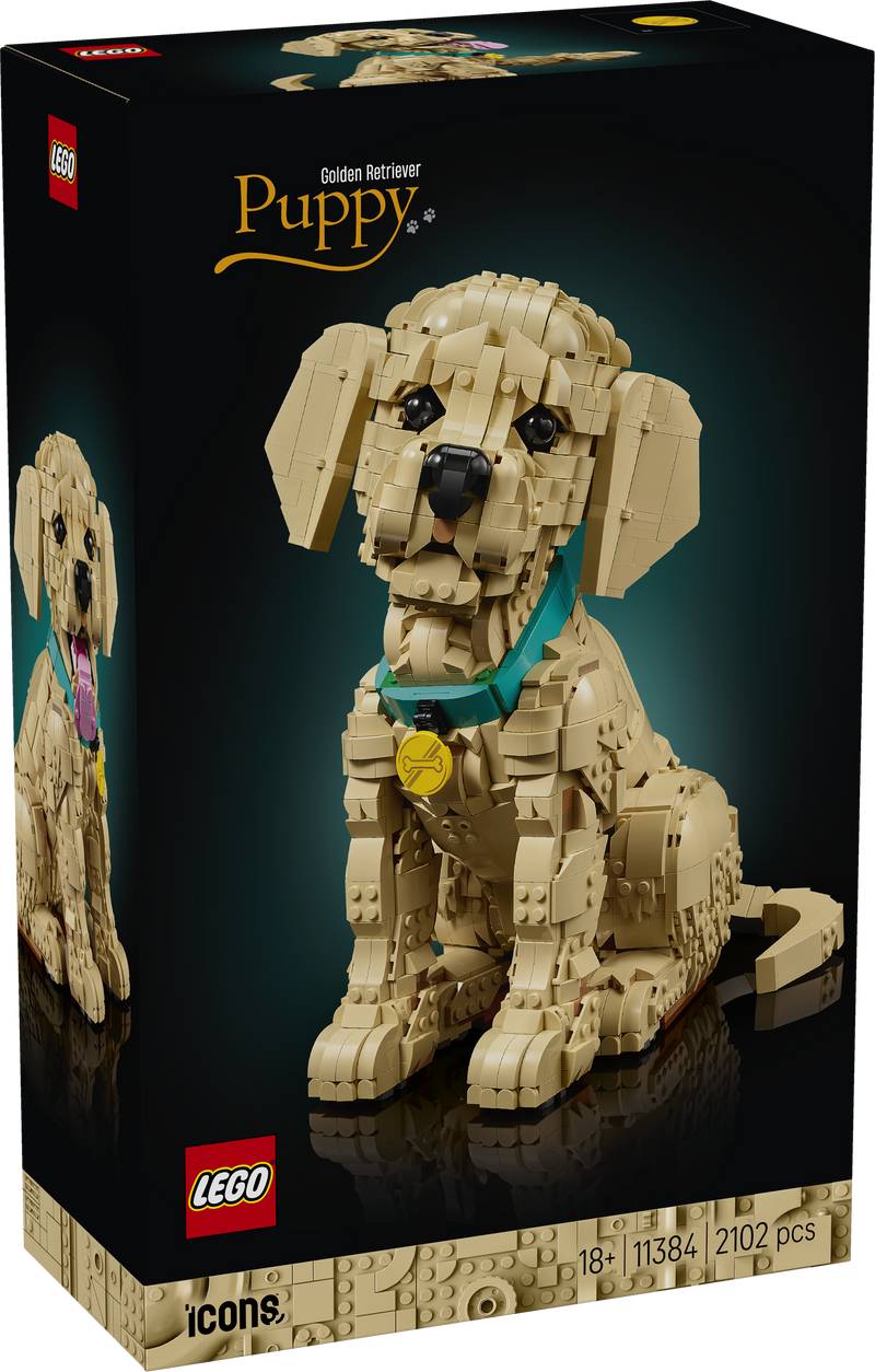 Golden Retriever Puppy