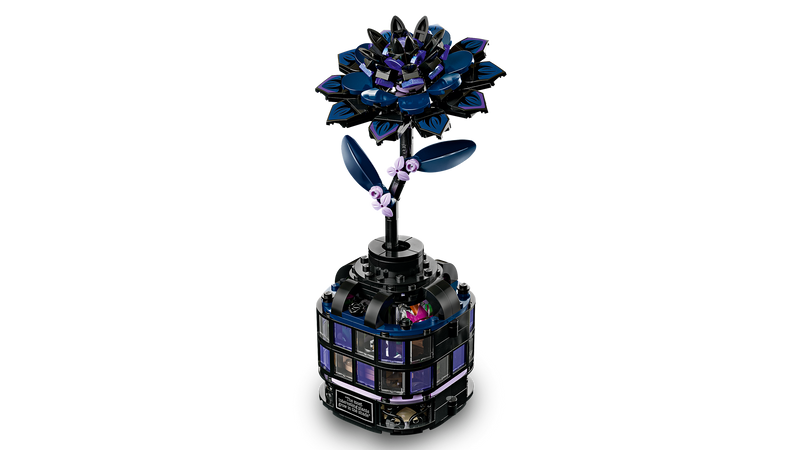 Black Dahlia Flower