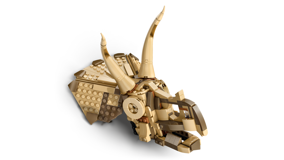 Dinosaur Fossils: Triceratops Skull