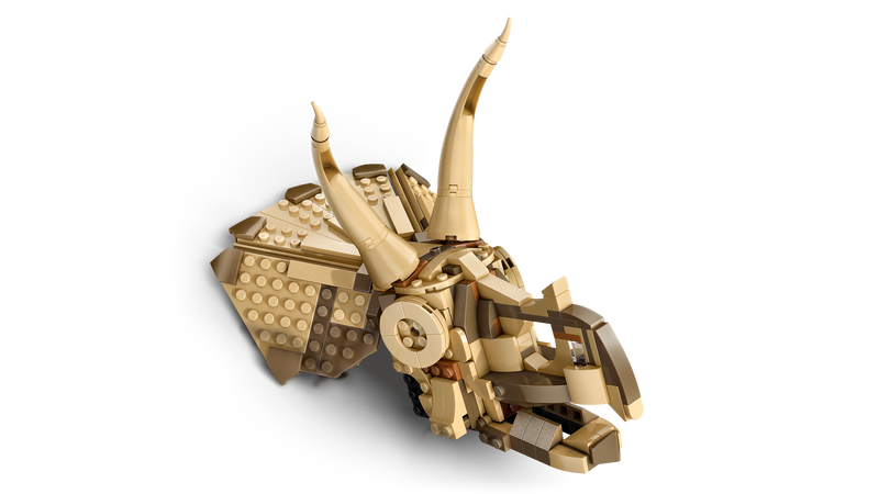 Dinosaur Fossils: Triceratops Skull