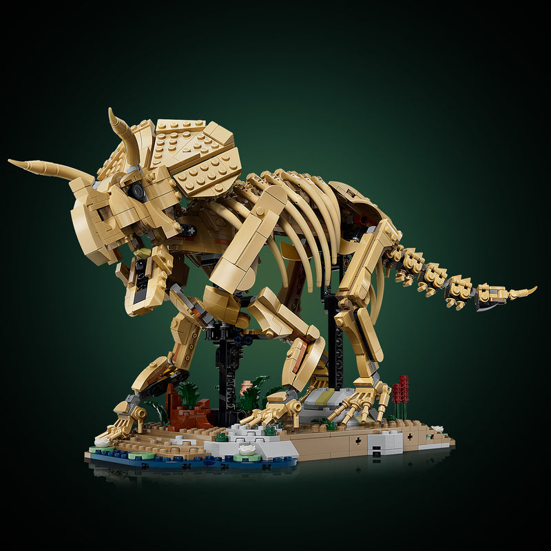 Dinosaur Fossils: Triceratops