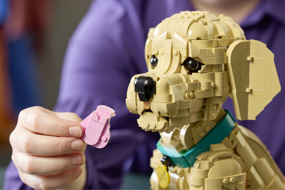 Golden Retriever Puppy