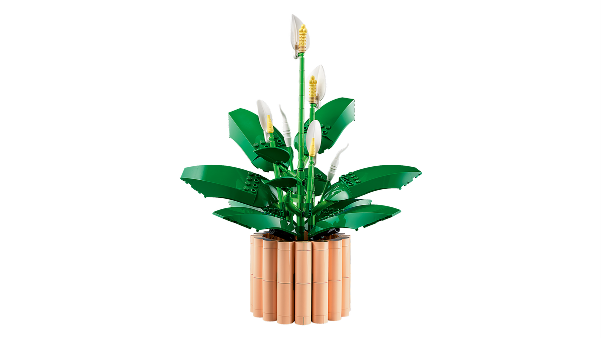Peace Lily