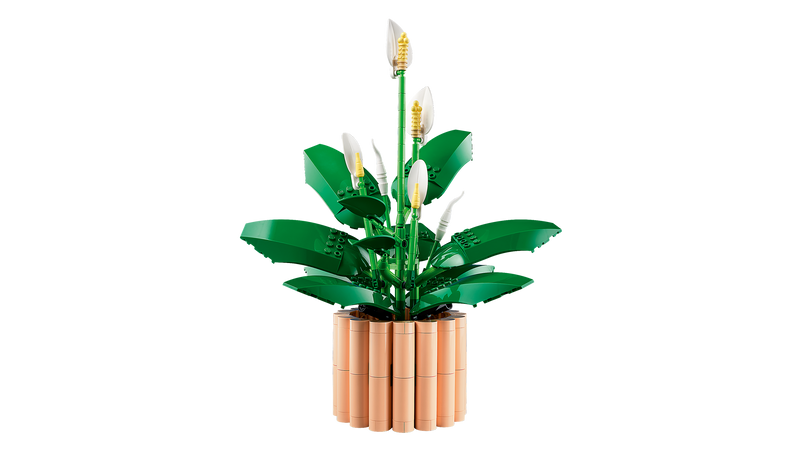 Peace Lily