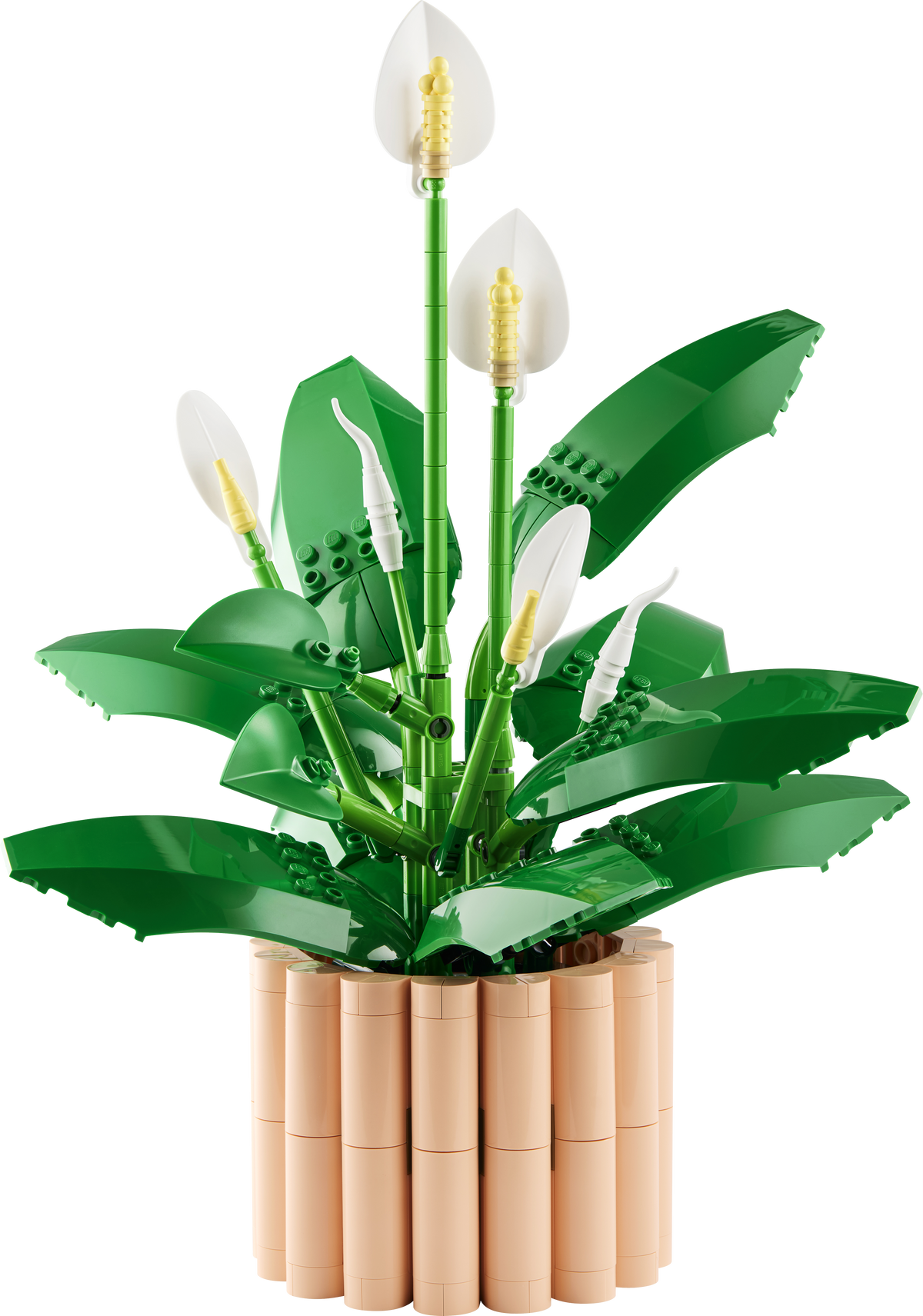 Peace Lily