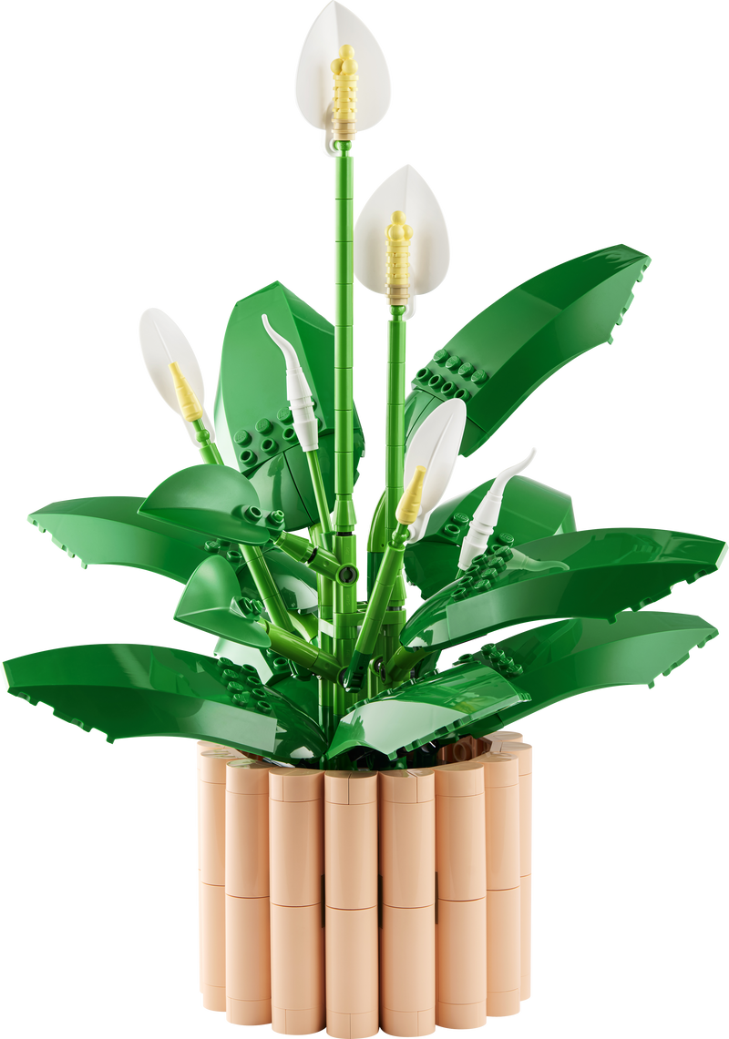 Peace Lily
