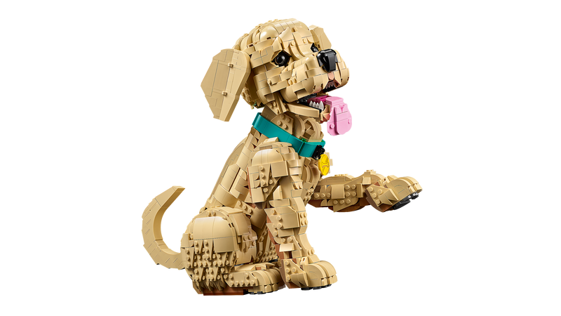 Golden Retriever Puppy