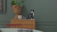 Tuxedo Cat