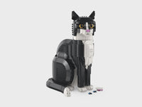 Tuxedo Cat