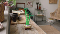 Lucky Bamboo