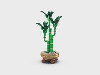 Lucky Bamboo