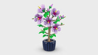 Hibiscus