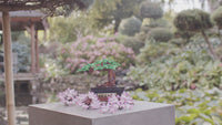 Bonsai Tree