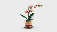 Mini Orchid