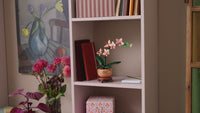 Mini Orchid