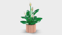 Peace Lily