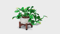 Hanging Golden Pothos