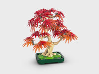 Japanese Red Maple Bonsai Tree