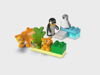 Wild Animal Families: Penguins & Lions