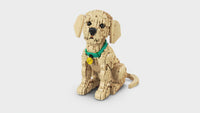 Golden Retriever Puppy