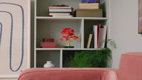 Japanese Red Maple Bonsai Tree